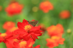 セセリと花