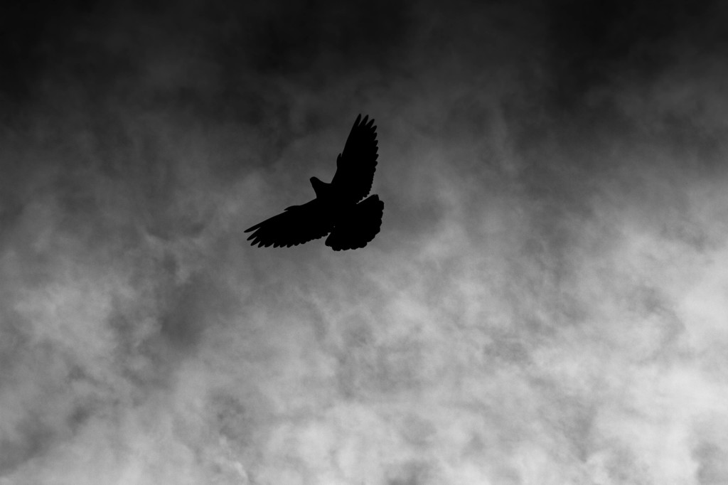 fly