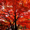 紅もゆる
