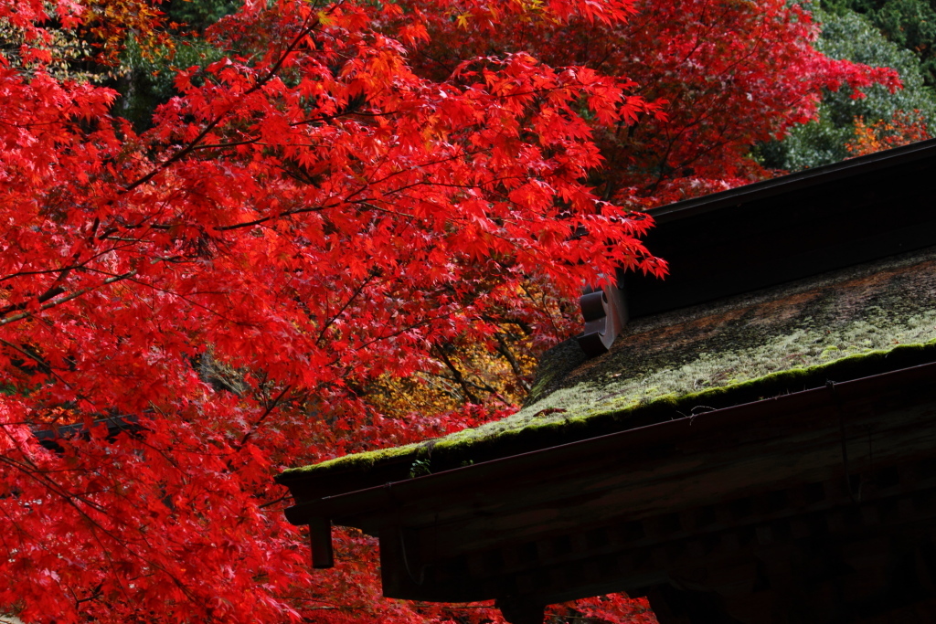 紅に包まれて