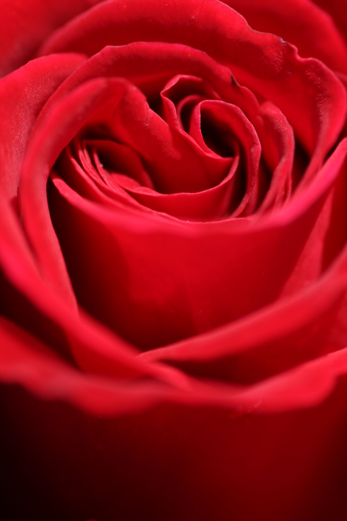 薔薇