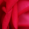 薔薇　2　（　唇　）