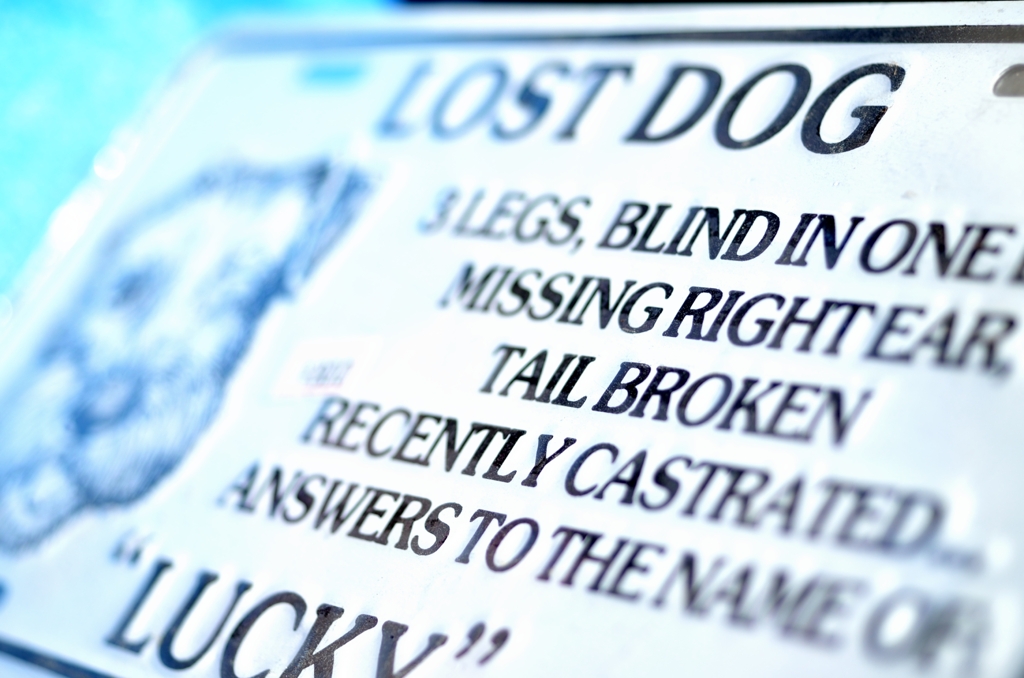 Lost Dog