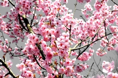 桜3