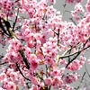 桜3
