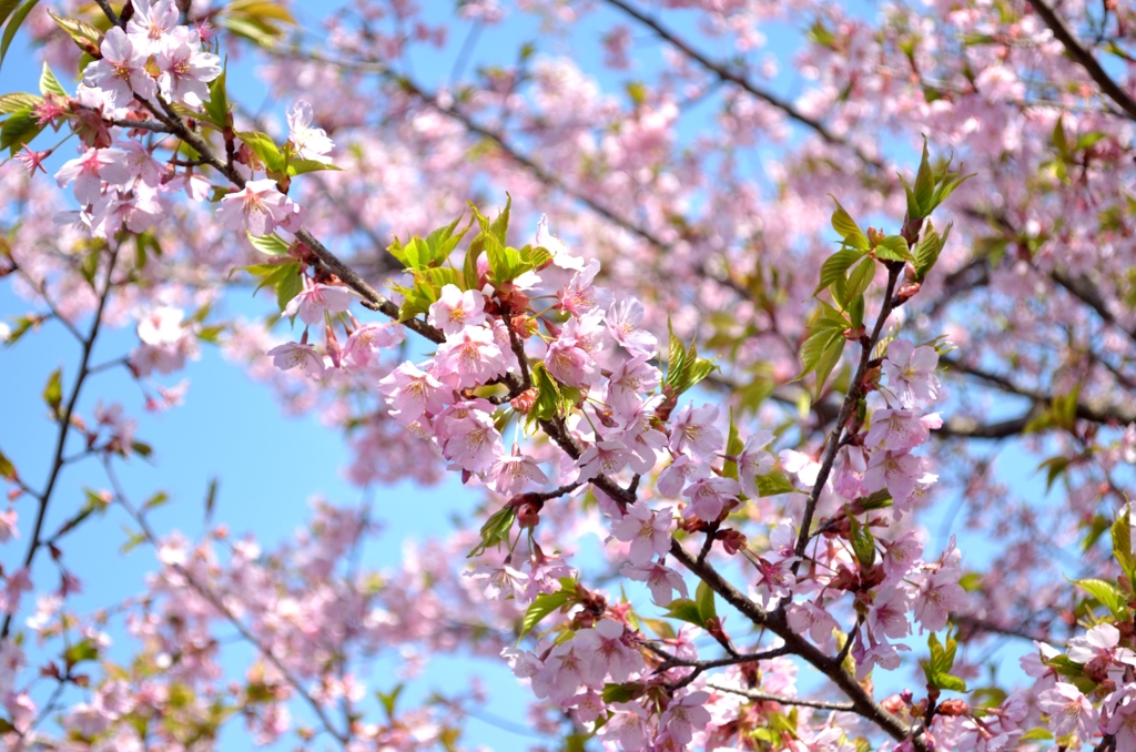 桜1
