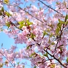 桜1