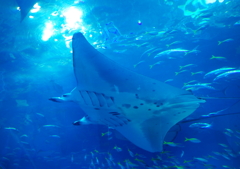 美海海水族館③