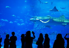 美しい海海水族館1