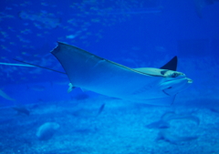 美海海水族館2