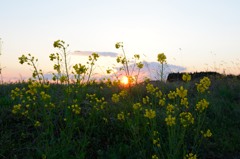 春の夕日