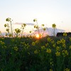春の夕日