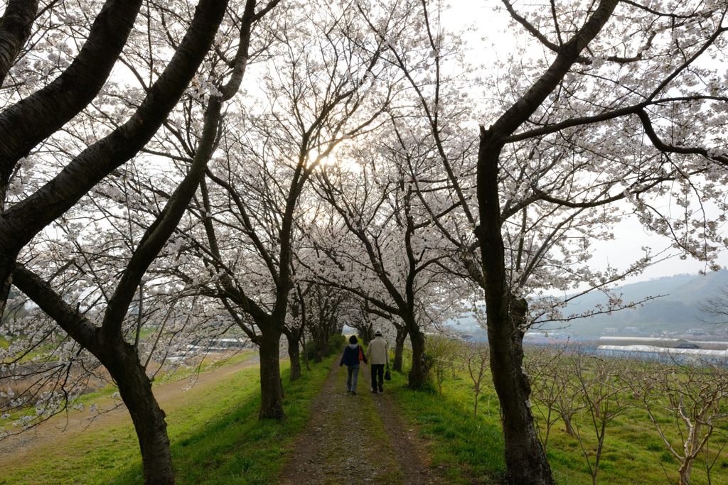桜トンネル＃3