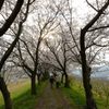 桜トンネル＃3