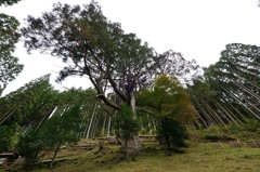 大久保のヒノキ