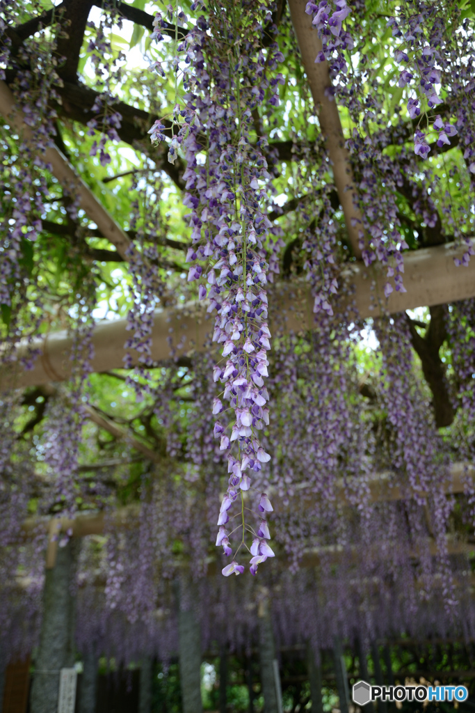 藤の花