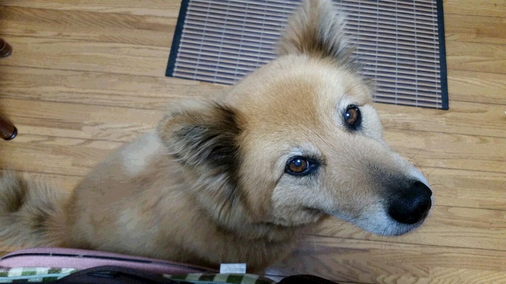 目は口ほどにものをいう