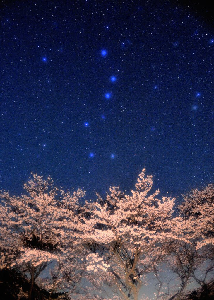 市房の桜と北斗七星