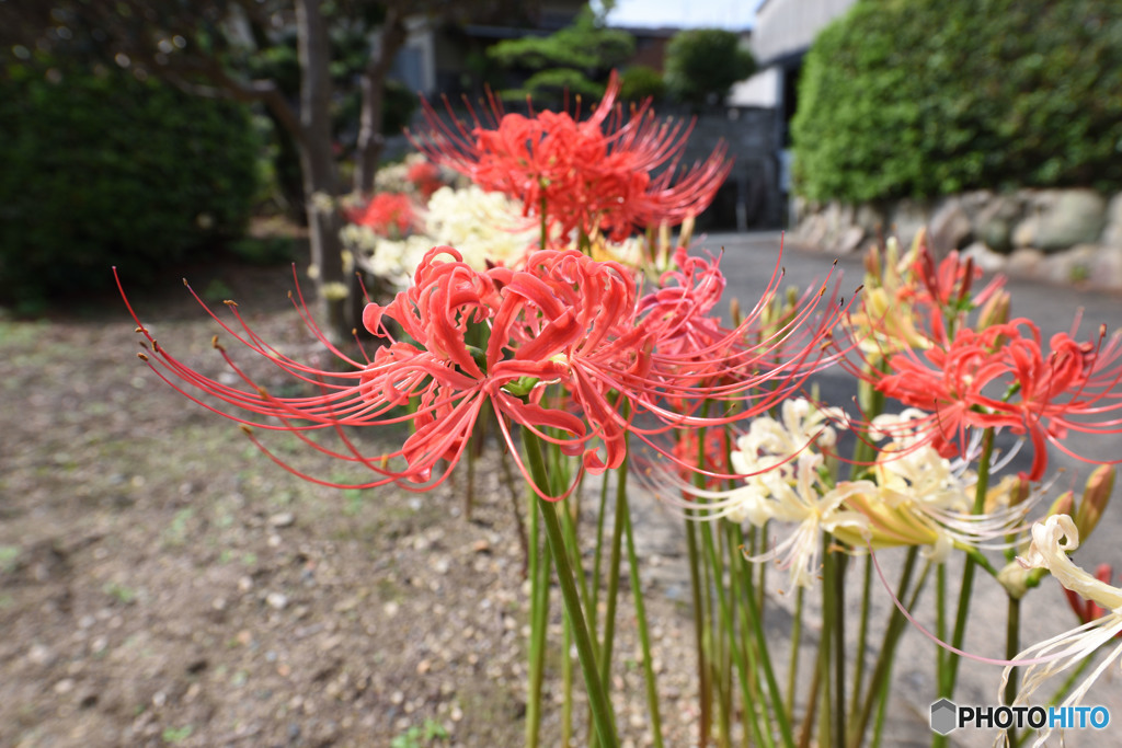 D810Aによる彼岸花①