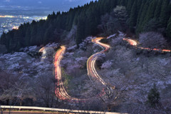 阿蘇　高森峠の千本桜