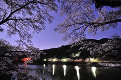 日向神ダムの桜