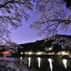 日向神ダムの桜