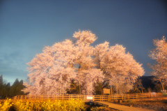 一心行の夜桜