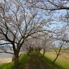 桜トンネル＃1