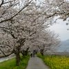 桜トンネル＃4