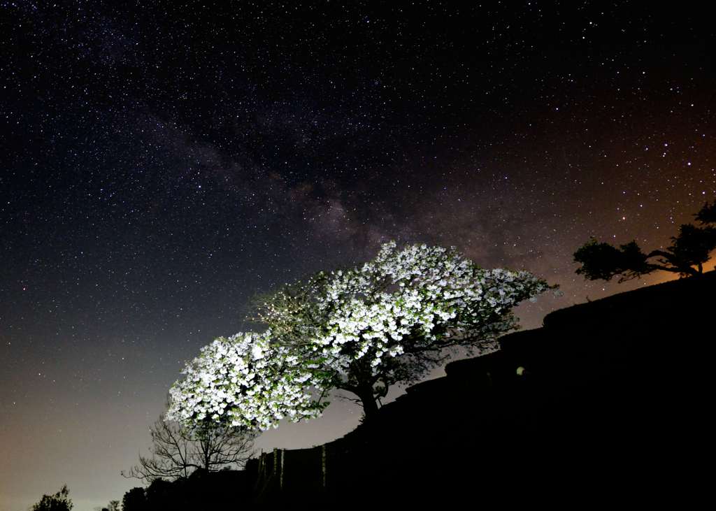 銀河と天空桜＃２