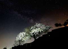 銀河と天空桜＃２