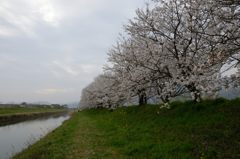 桜トンネル＃5