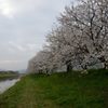 桜トンネル＃5