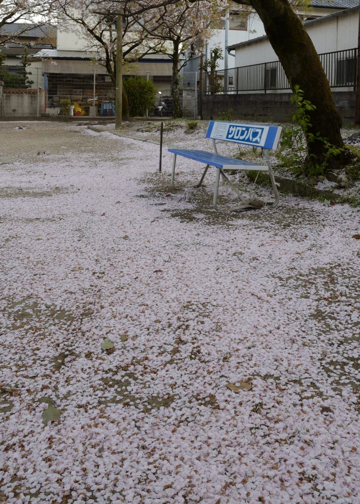 花びらの絨毯