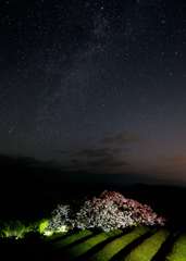 夜明け前の天空桜