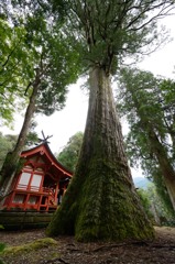 十根川神社の杉