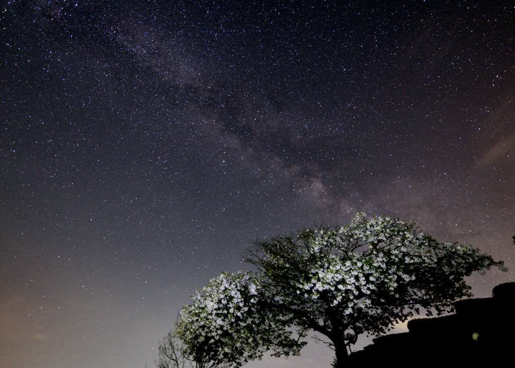銀河と天空桜
