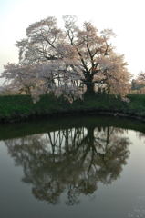 桜の朝