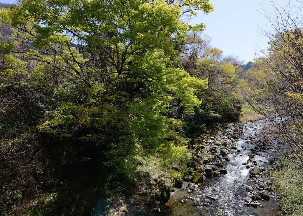 五ヶ瀬川の新緑