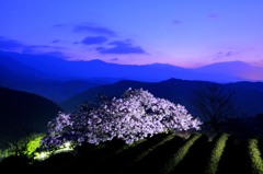 夜明けの天空桜