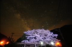 五木村の桜