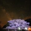 五木村の桜