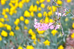 花の競演