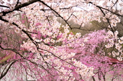 船岡公園