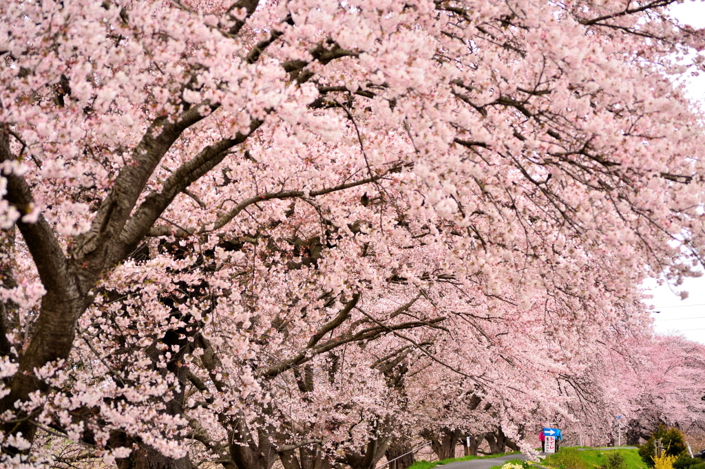 一目千本桜