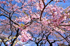 榴ヶ岡公園