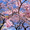 榴ヶ岡公園