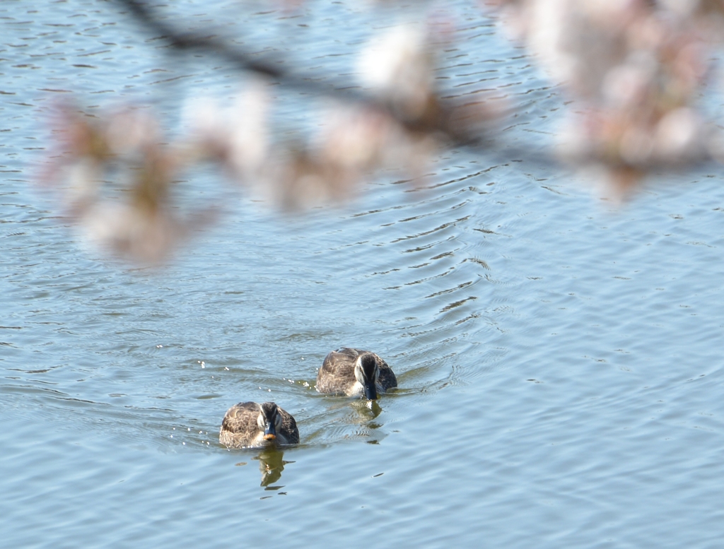 カモと桜