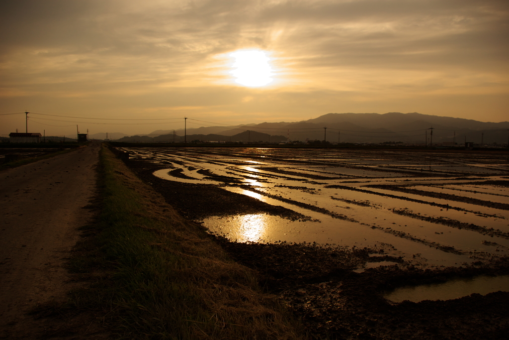 田んぼ　沈む夕日