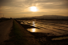 田んぼ　沈む夕日